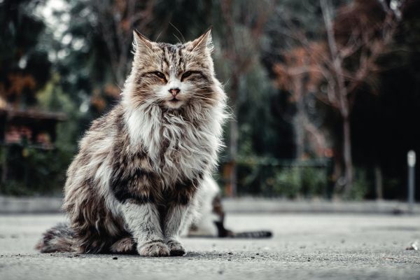 unterwolle-bei-katzen-straßenkatze-zerzaust Unterwolle bei Katzen: Zerzauste Katze sitzt auf der Straße