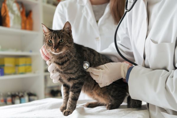 wann schlägt antibiotika bei katzen an Katze beim TA wann schlägt antibiotika bei katzen an: Katze wird vom Tierarzt untersucht