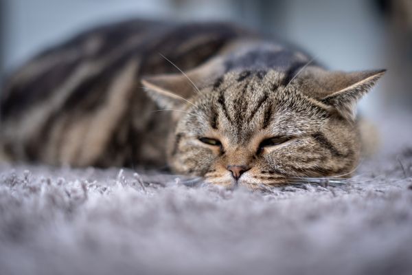 wann schlägt antibiotika bei katzen an, Katze krank wann schlägt antibiotika bei katzen an: Katze liegt krank auf Boden