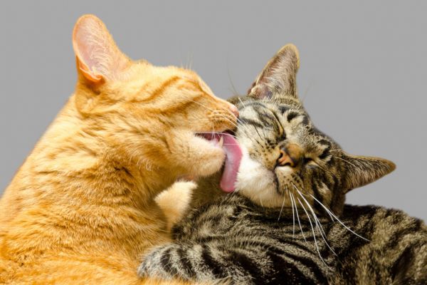 wie-kommuniezieren-katzen-angriff (1) Wie Kommunizieren Katzen: eine Katze putzt eine andere