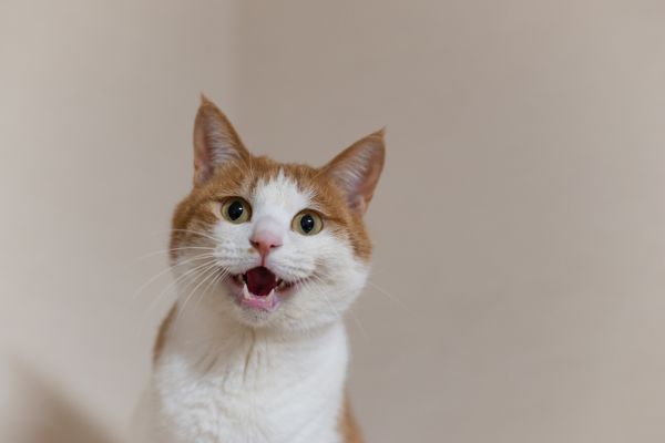wie-kommuniezieren-katzen-angriff (2) Wie Kommunizieren Katzen: Katze Miaut