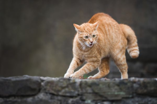 wie-kommuniezieren-katzen-angriff Wie Kommunizieren Katzen: Katze fühlt sich bedroht