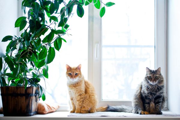 Zwei Katzen sitzen auf einer Fensterbank Zwei Katzen sitzen auf einer Fensterbank