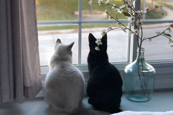 Zwei Katzen sitzen vor einem Fenster und schauen ins Freie Zwei Katzen sitzen vor einem Fenster und schauen ins Freie