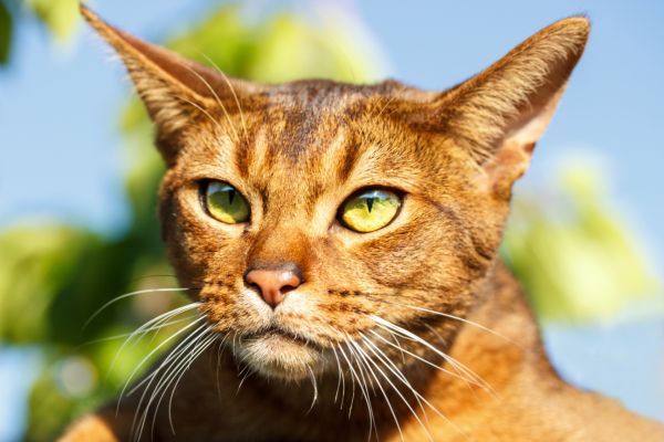 Abessinierkatze: im Portrait