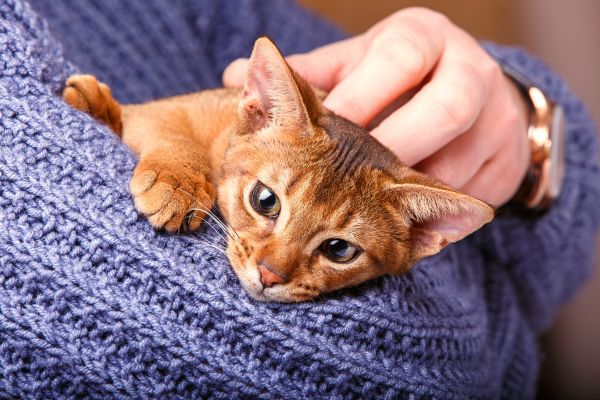 Abessinierkatze: auf dem Arm