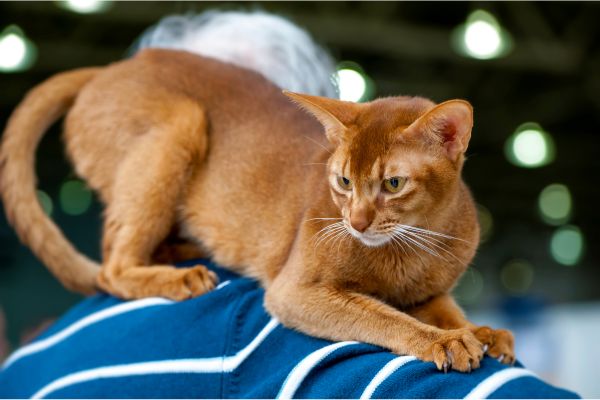 Abessinierkatze: auf den Schultern