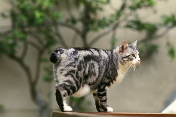 American Bobtail (1) American Bobtail: Graue Katze steht draußen auf einem Tisch