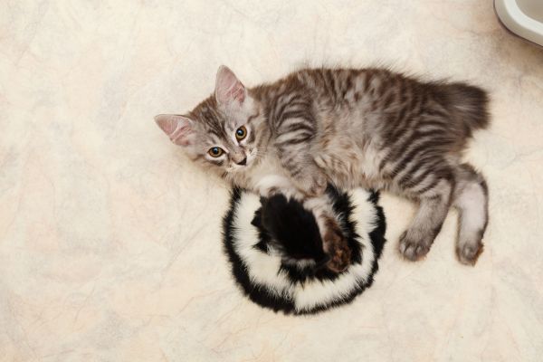 American Bobtail American Bobtail: Kitten liegt auf dem Boden