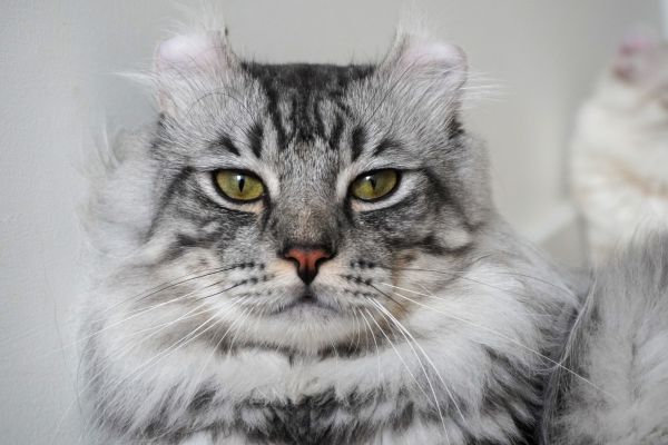 American Curl (1) American Curl: Graue Katze schaut in die Kamera