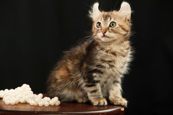 American Curl (2) American Curl: Kitten sitzt neben Perlen