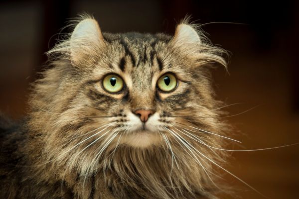 American Curl (3) American Curl: Braune Katze schaut in die Kamera