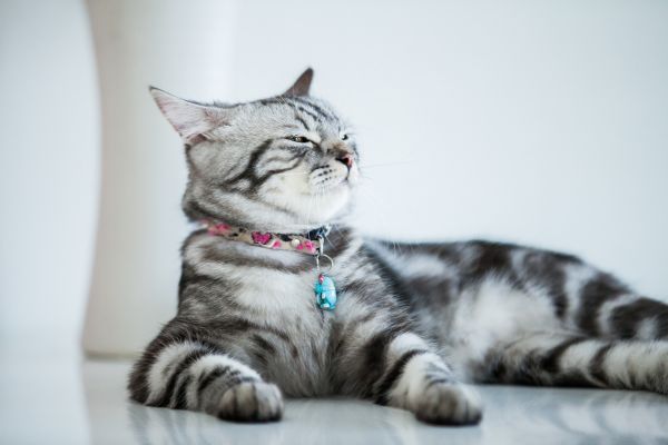 American-shorthair (2) American Shorthair: liegt und sieht zufrieden aus