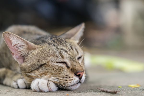 American-shorthair American Shorthair: liegt draußen und schläft