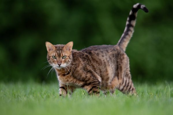 Bengalkatze: Läuft über Wiese