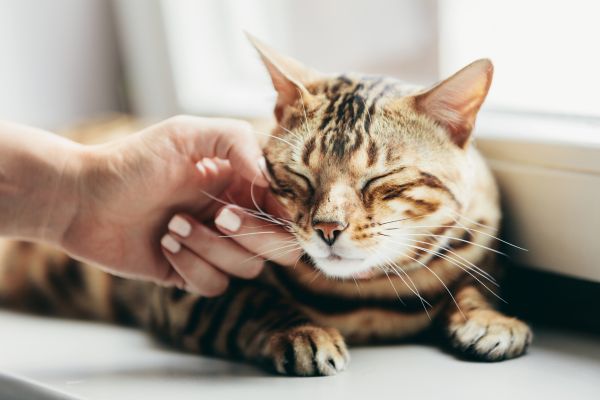 Bengalkatze: Wird gestreichelt