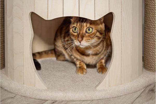Bengalkatze im Katzenhaus