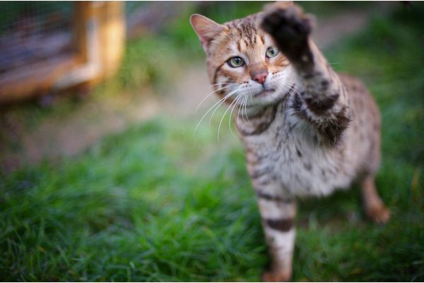 Bengalkatze: Draußen am spielen