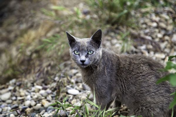Burma Katze: Im Wald