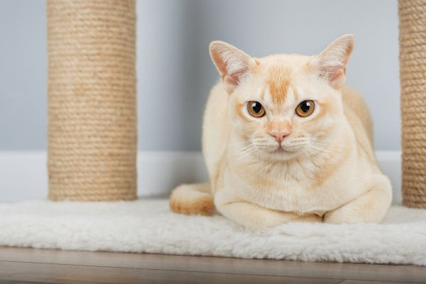 Burma Katze: Auf Katzenbaum