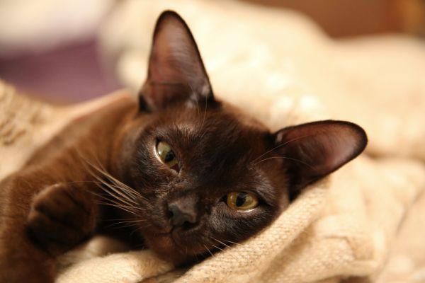 Burma Katze: liegt im Bett