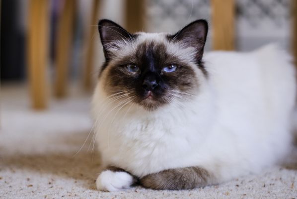 Burma-Katze: liegt auf dem Boden