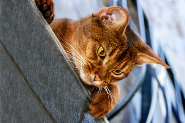 Abessinierkatze: guckt nach unten