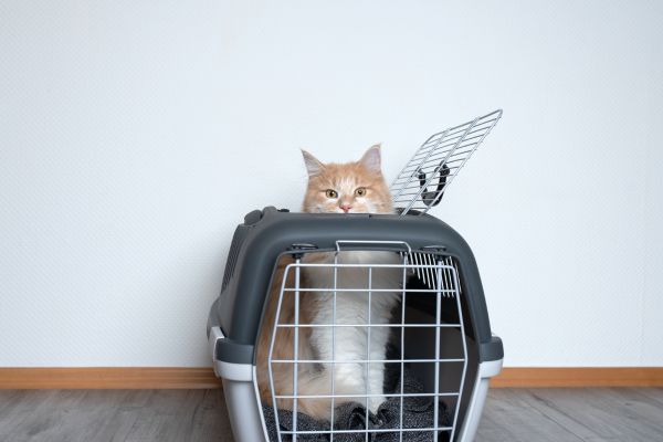Katze an Transportbox gewöhnen- Katze guckt oben aus Box raus Katze an Transportbox gewöhnen: Katze schaut oben aus Transportbox heraus