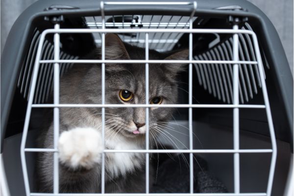 Katze an Transportbox gewöhnen: Katze in Box