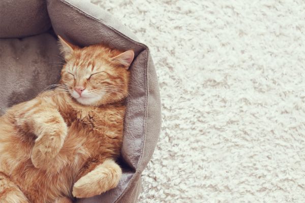 Katze schläft viel- Katze im Körbchen Katze schläft viel: Katze schläft im Körbchen