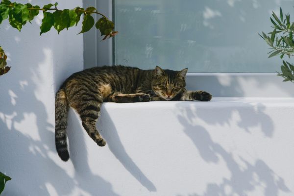 Katze schläft viel- auf Fensterbank Katze schläft viel: Katze schläft auf Fensterbank