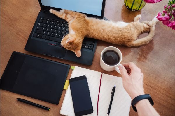 Katze sehr anhänglich: Katze liegt auf Laptop