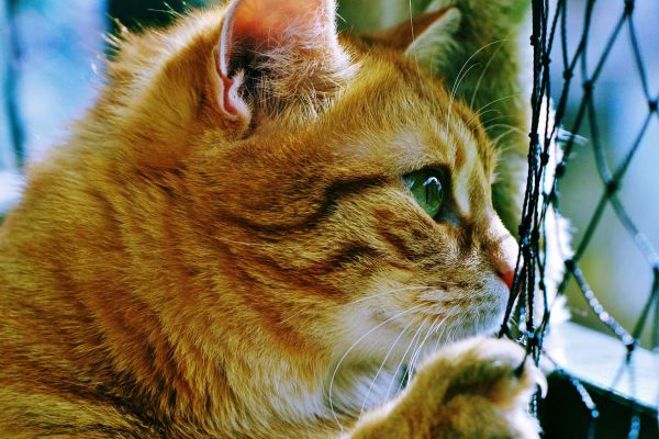 Katzennetz Balkon- Katze Netz grün Katzennetz Balkon: Katze berührt Netz