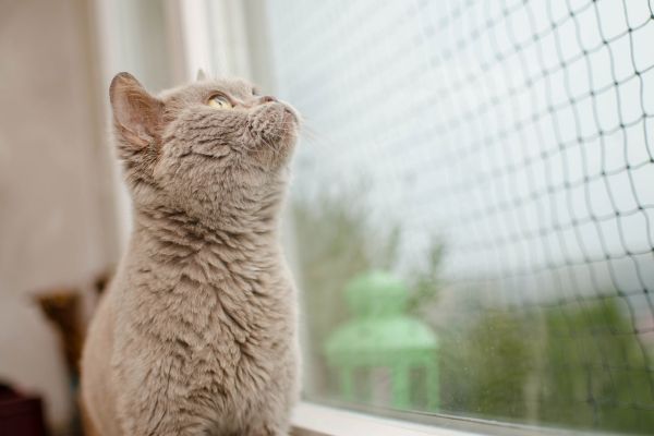 Katzennetz Balkon- Katze schaut durch Netz Katzennetz Balkon: Katze schaut durch Netz
