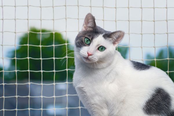 Katzennetz Balkon- Katze Katzennetz Balkon: Katze hinter Netz