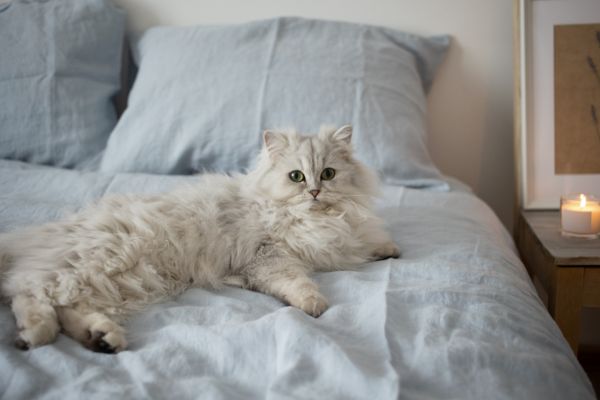 Perserkatze liegt auf dem Bett