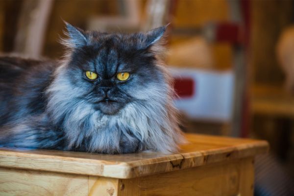 Perserkatze: Dunkle Katze auf Tisch