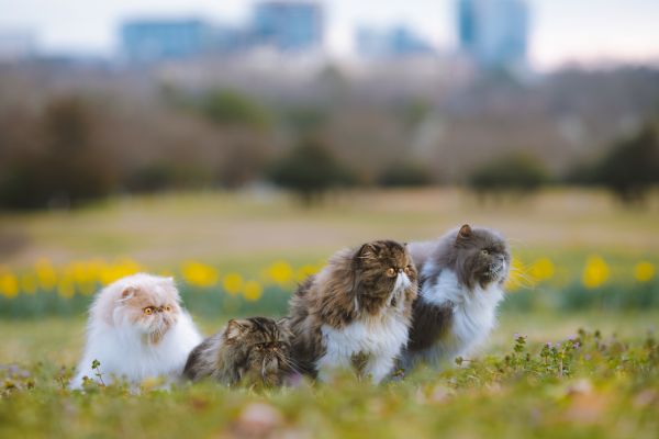 Perserkatze: Mehrere Katzen sitzen auf einem Feld