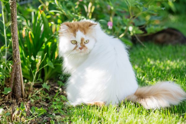 Perserkatze: mit außergewöhnlicher Farbe im Garten