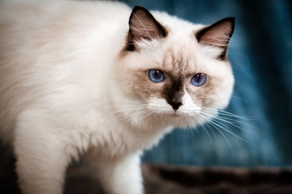 Ragdoll: Katze mit blauen Augen