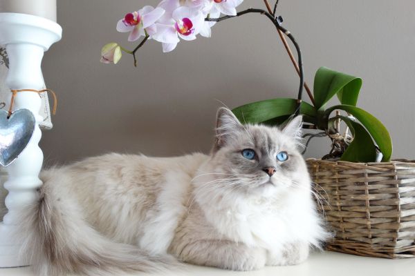 Ragdoll: liet auf dem Tisch