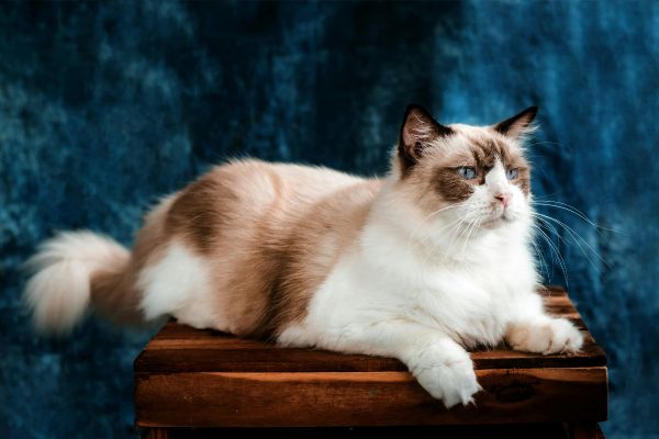 Ragdoll: Katze liegt