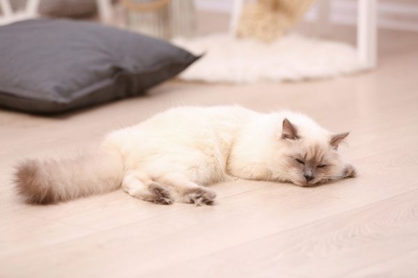Ragdoll: Katze schläft auf dem Boden