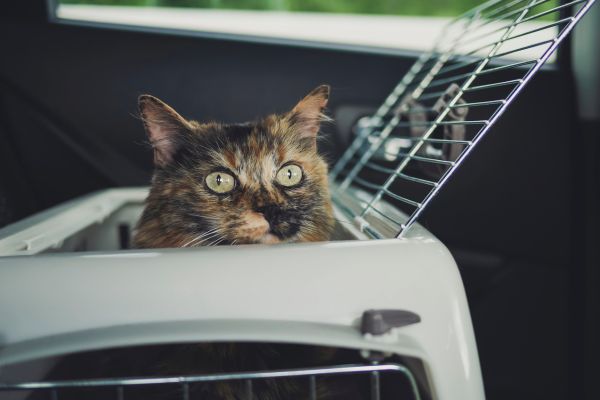 Transportbox Katze- Im Auto Transportbox Katze: Katze in Transportbox im Auto