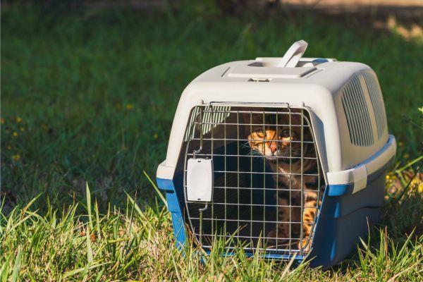 Transportbox Katze- Katze in Box Transportbox Katze: Katze in Box im Garten