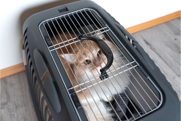 Transportbox Katze- Katze in Transportbox mit öffnung oben Transportbox Katze: Katze in Transportbox mit Öffnung oben