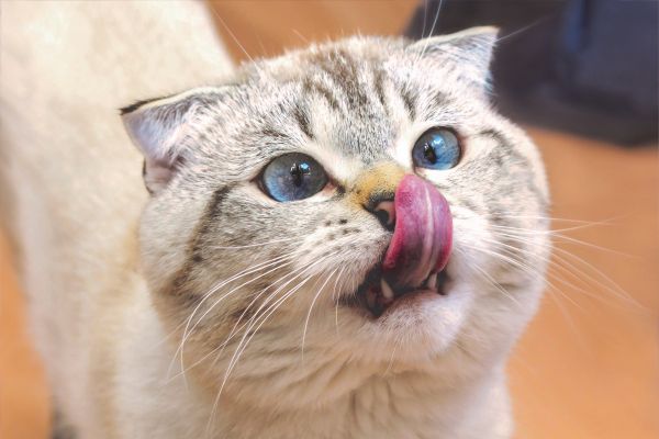futterumstellung katze (1) Futterumstellung bei Katzen: Katze leckt zufrieden ihren Mund