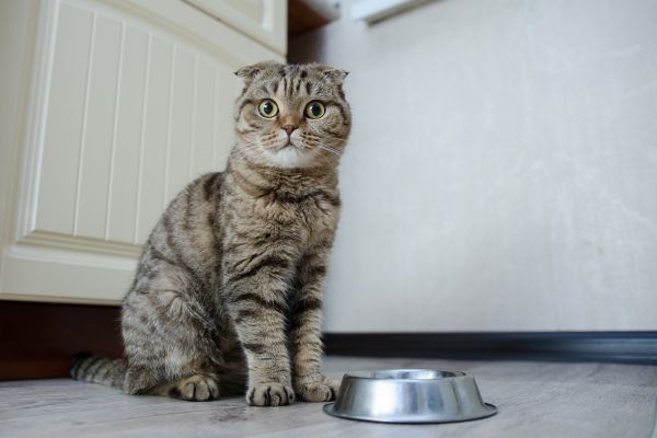 futterumstellung katze (3) Futterumstellung bei Katzen: Katze sitzt hungrig neben ihrem Futternapf