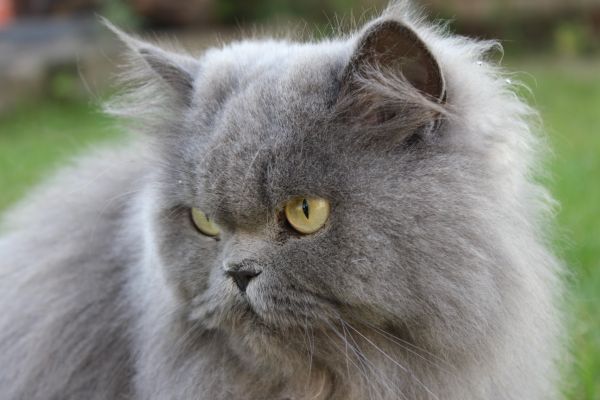 Prserkatze: graue Katze im Portrait