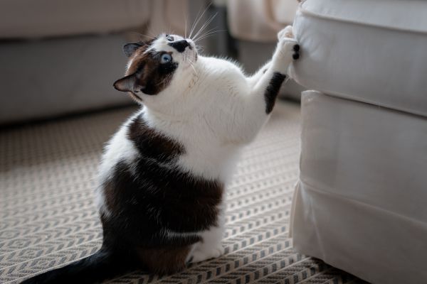 katze-kratzt-an-möbeln (1) Katze kratzt an Möbeln: Katze kratzt an einem Sofa